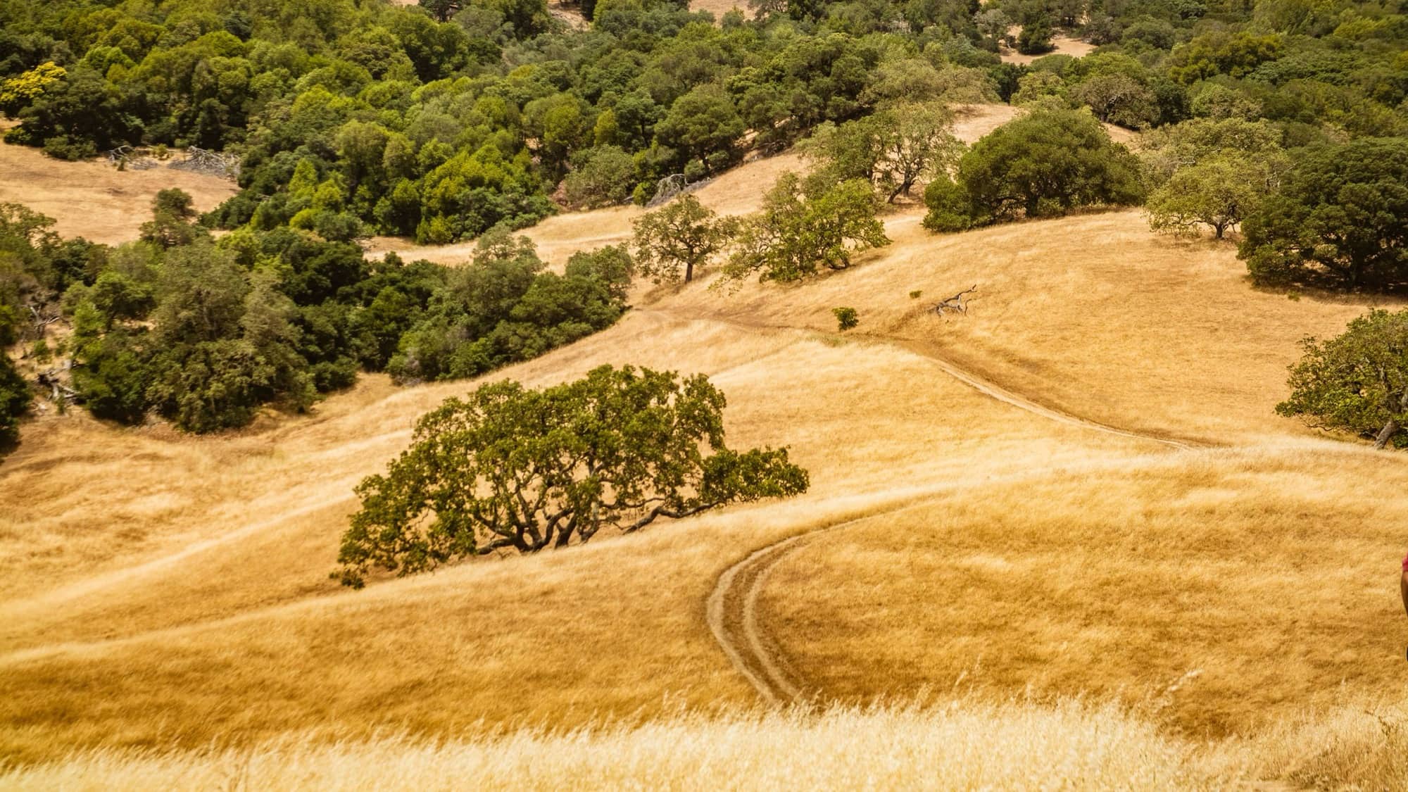 Golden California hills near Chatsworth, Southern California